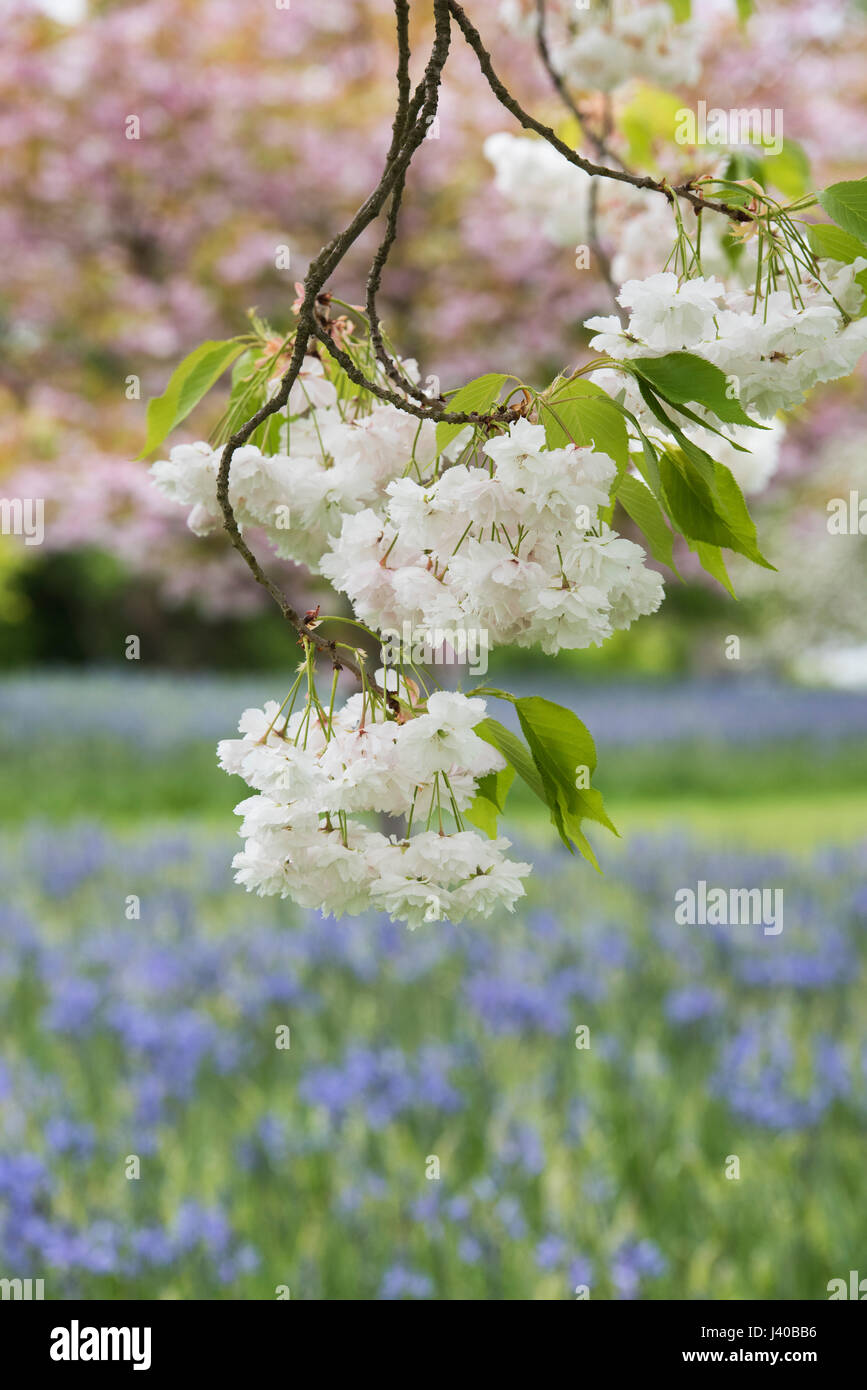 A Spectacular Year For Japanese Cherry Blossoms: RHS Wisley Report A Spectacular Year For Japanese Cherry Blossoms: RHS Wisley Report
