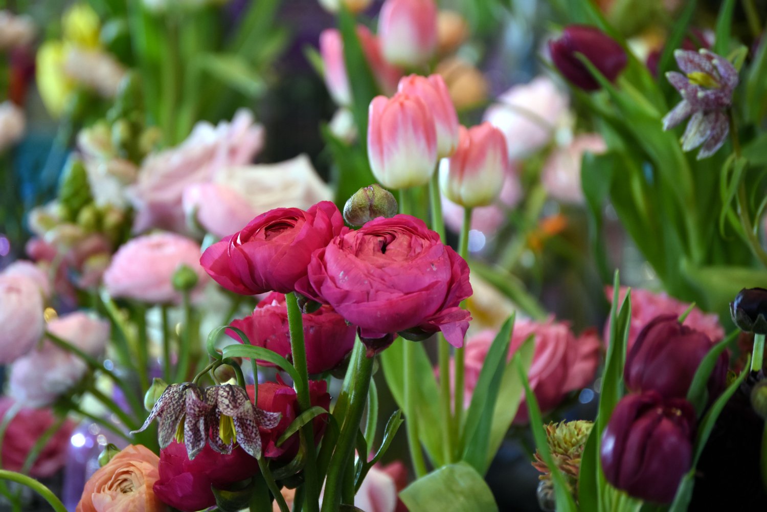 Confirmed Speakers For Harrogate Spring Flower Show 2025 Confirmed Speakers For Harrogate Spring Flower Show 2025