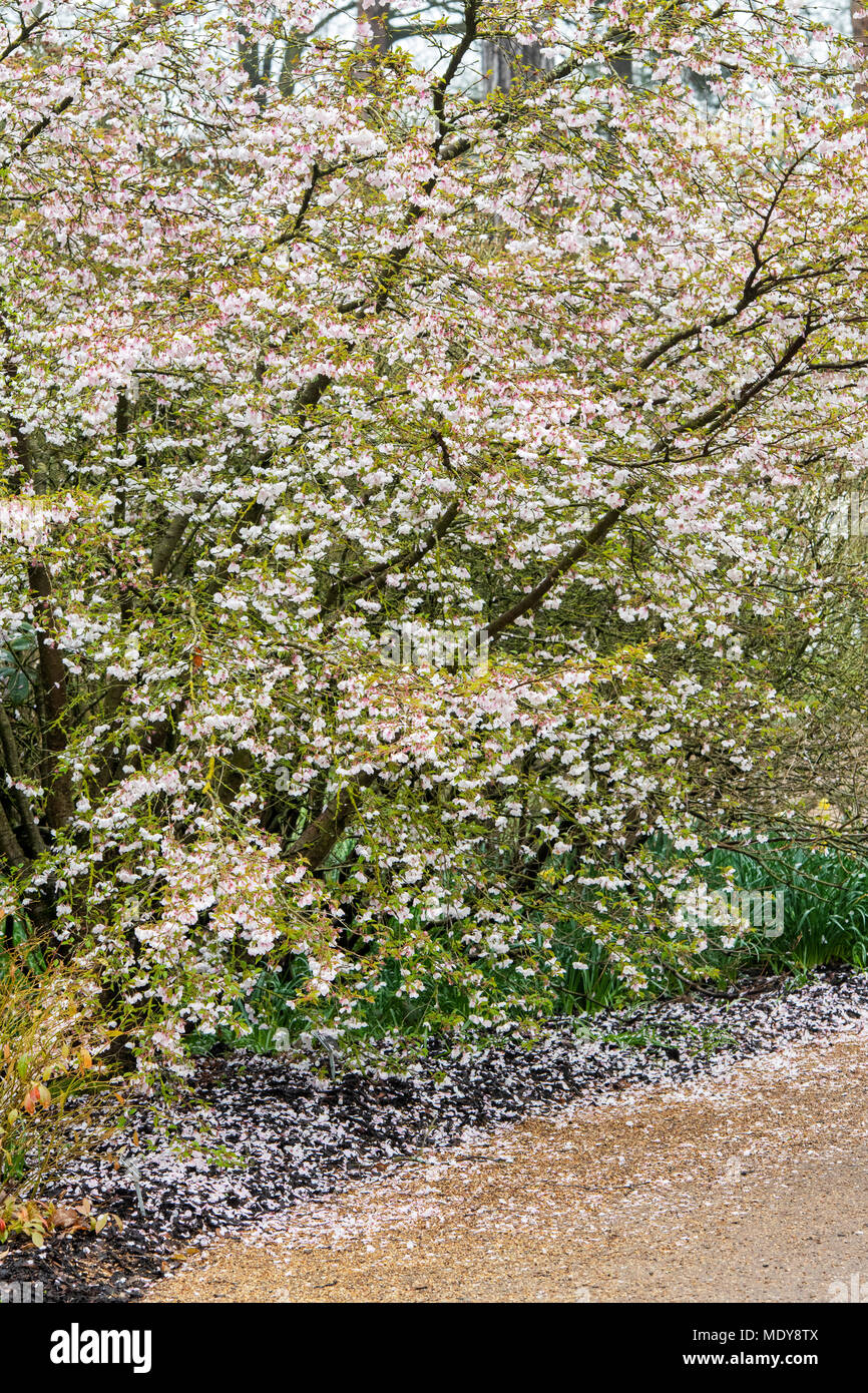 RHS Wisley: Witnessing A Spectacular Cherry Blossom Season RHS Wisley: Witnessing A Spectacular Cherry Blossom Season