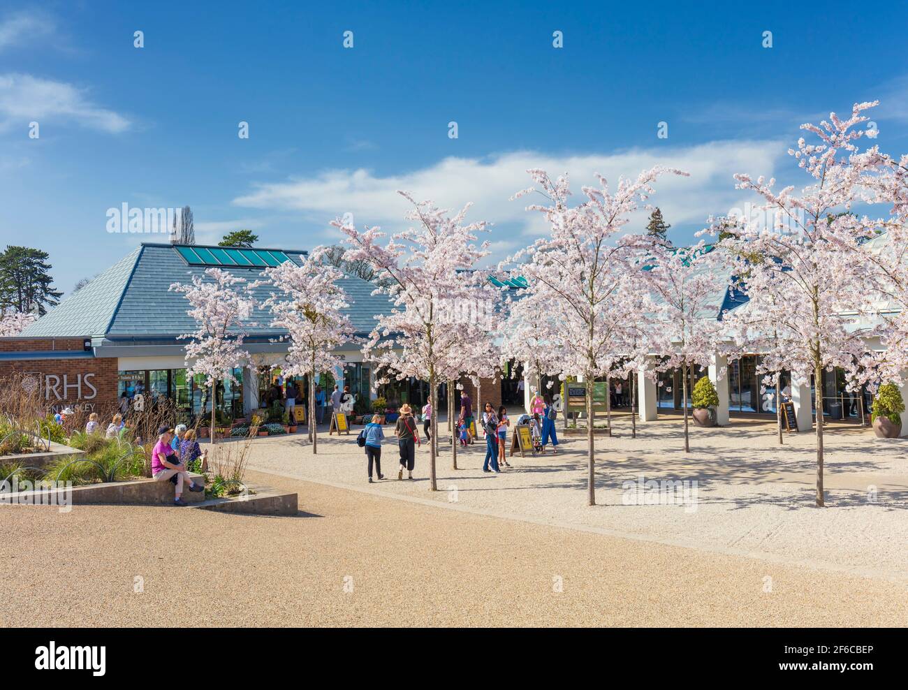 RHS Wisley's Cherry Blossom Display: A Spectacular 2024 Season RHS Wisley's Cherry Blossom Display: A Spectacular 2024 Season
