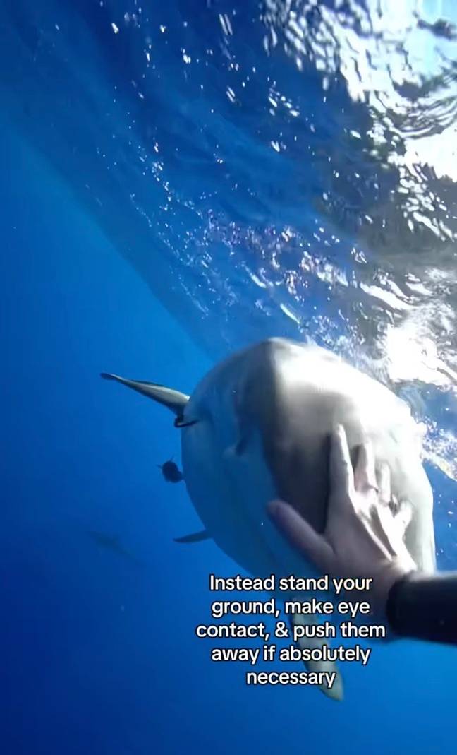 Shark Sightings Precede Swimmer's Disappearance And Body Discovery On Israeli Beach Shark Sightings Precede Swimmer's Disappearance And Body Discovery On Israeli Beach