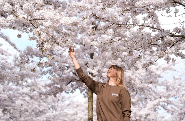 Spectacular Cherry Blossoms At RHS Wisley: A Year In Bloom Spectacular Cherry Blossoms At RHS Wisley: A Year In Bloom